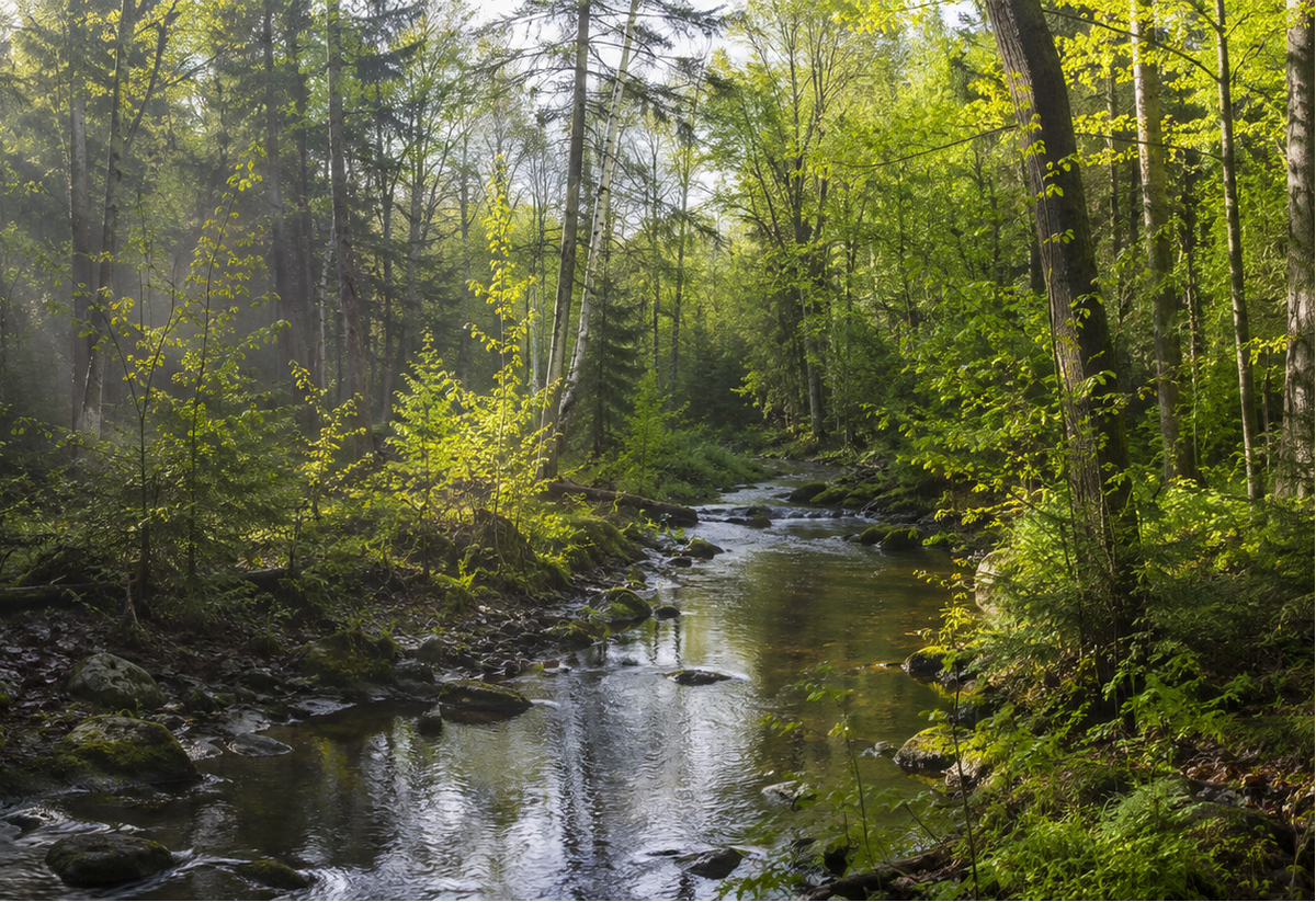Ruisseau traversant une forêt verdoyante